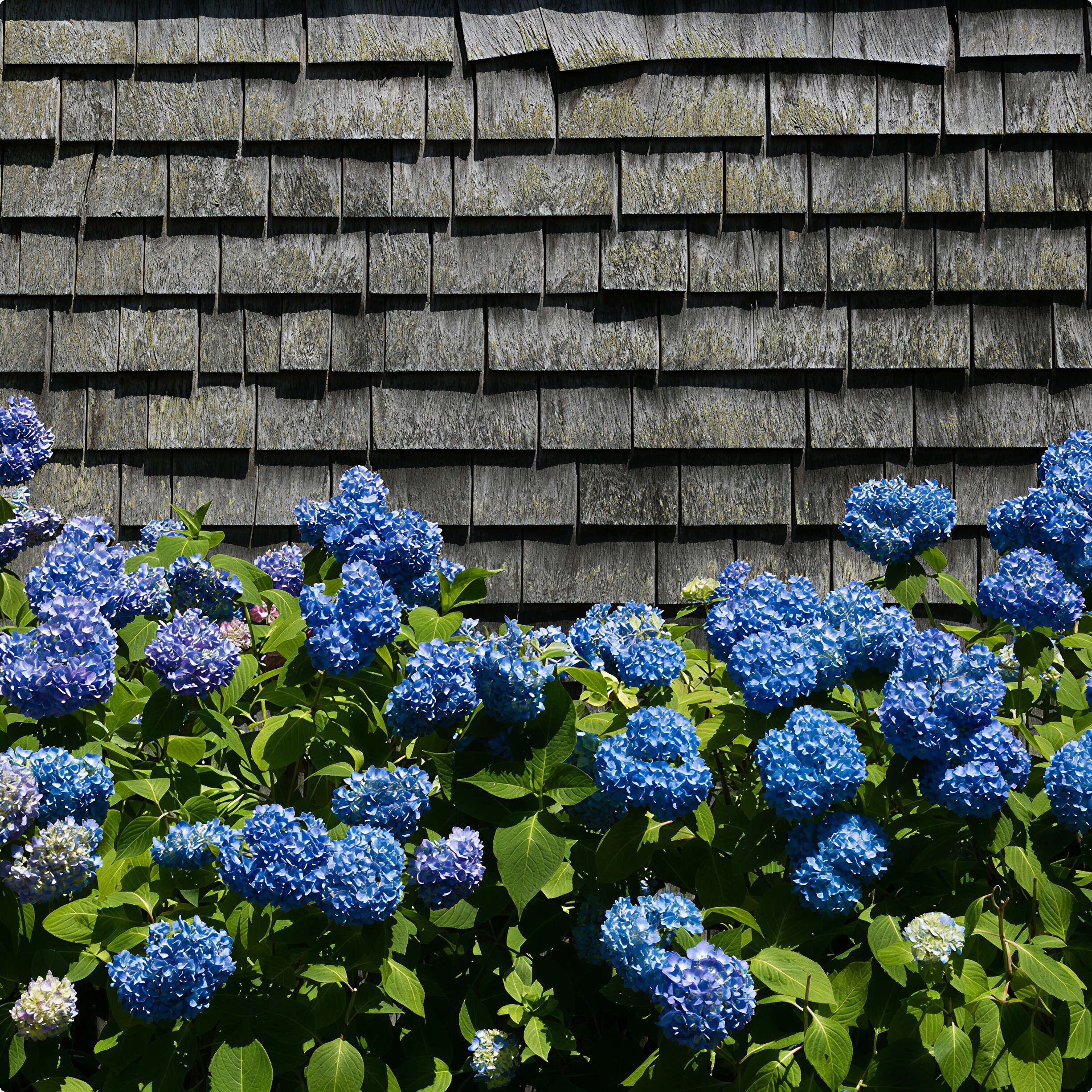 Enhanced A Blue And Purple Hydrangea Bush